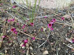 Image of Palmer's monkeyflower