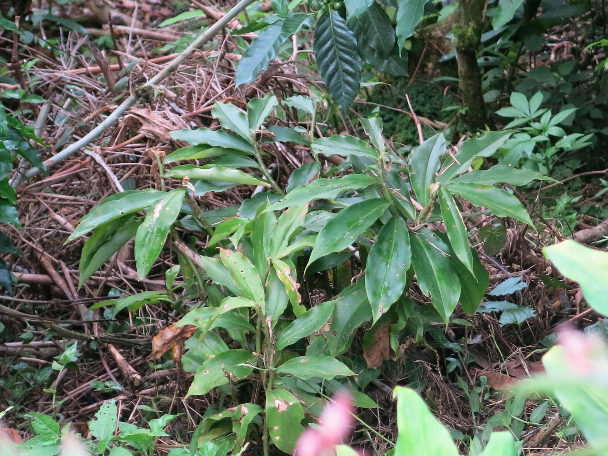 Image of Costus comosus var. bakeri (K. Schum.) Maas