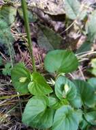 Image of Viola sacchalinensis H. Boiss.