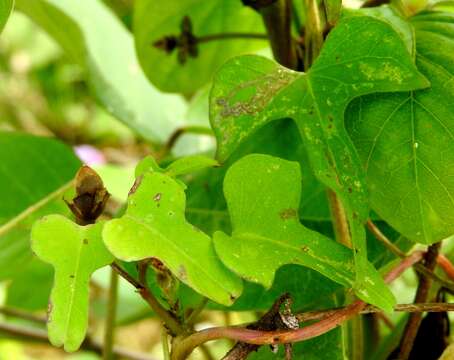 Plancia ëd Ipomoea triloba L.