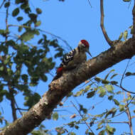 Image of Fulvous-breasted Woodpecker