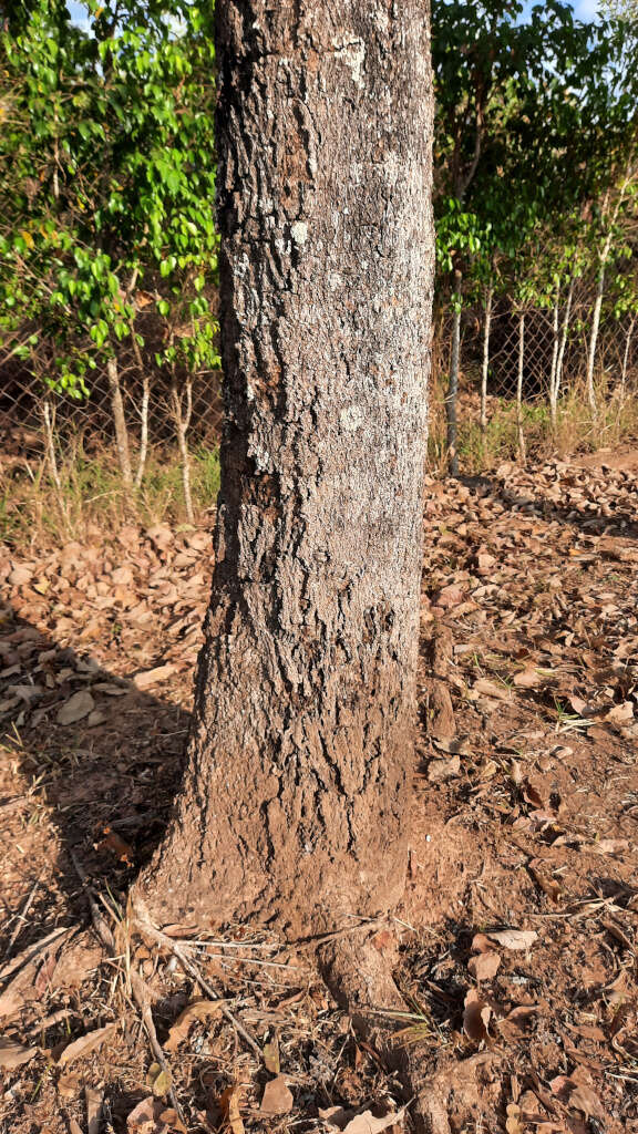 Image of Terminalia argentea Mart.