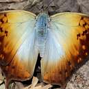 Imagem de <i>Charaxes <i>acuminatus</i></i> acuminatus