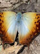 Image of <i>Charaxes <i>acuminatus</i></i> acuminatus