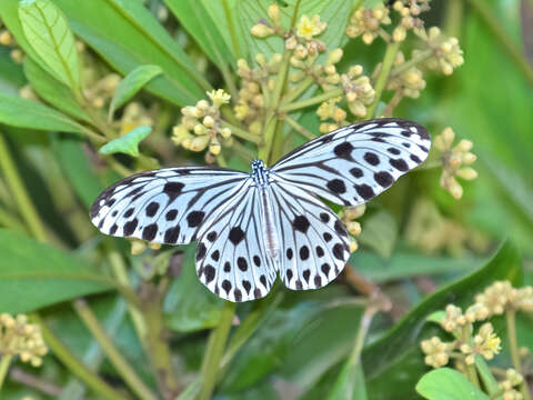 Sivun Ideopsis gaura Horsfield 1829 kuva