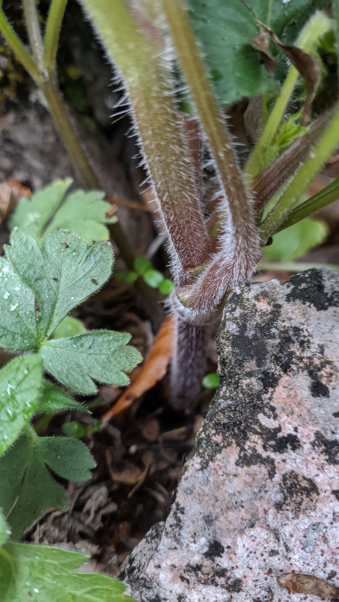 Image of Heracleum ligusticifolium Bieb.