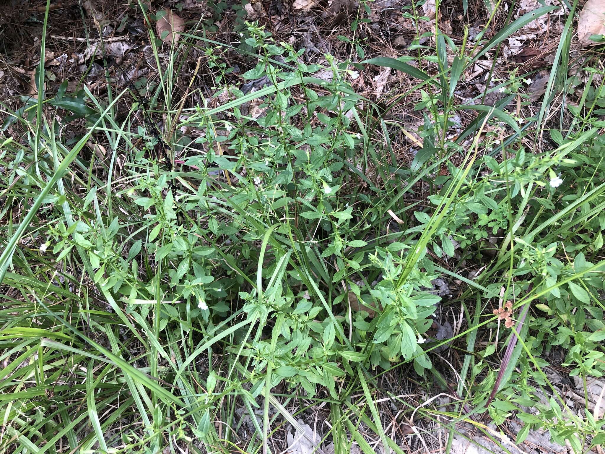 Mecardonia acuminata subsp. acuminata resmi