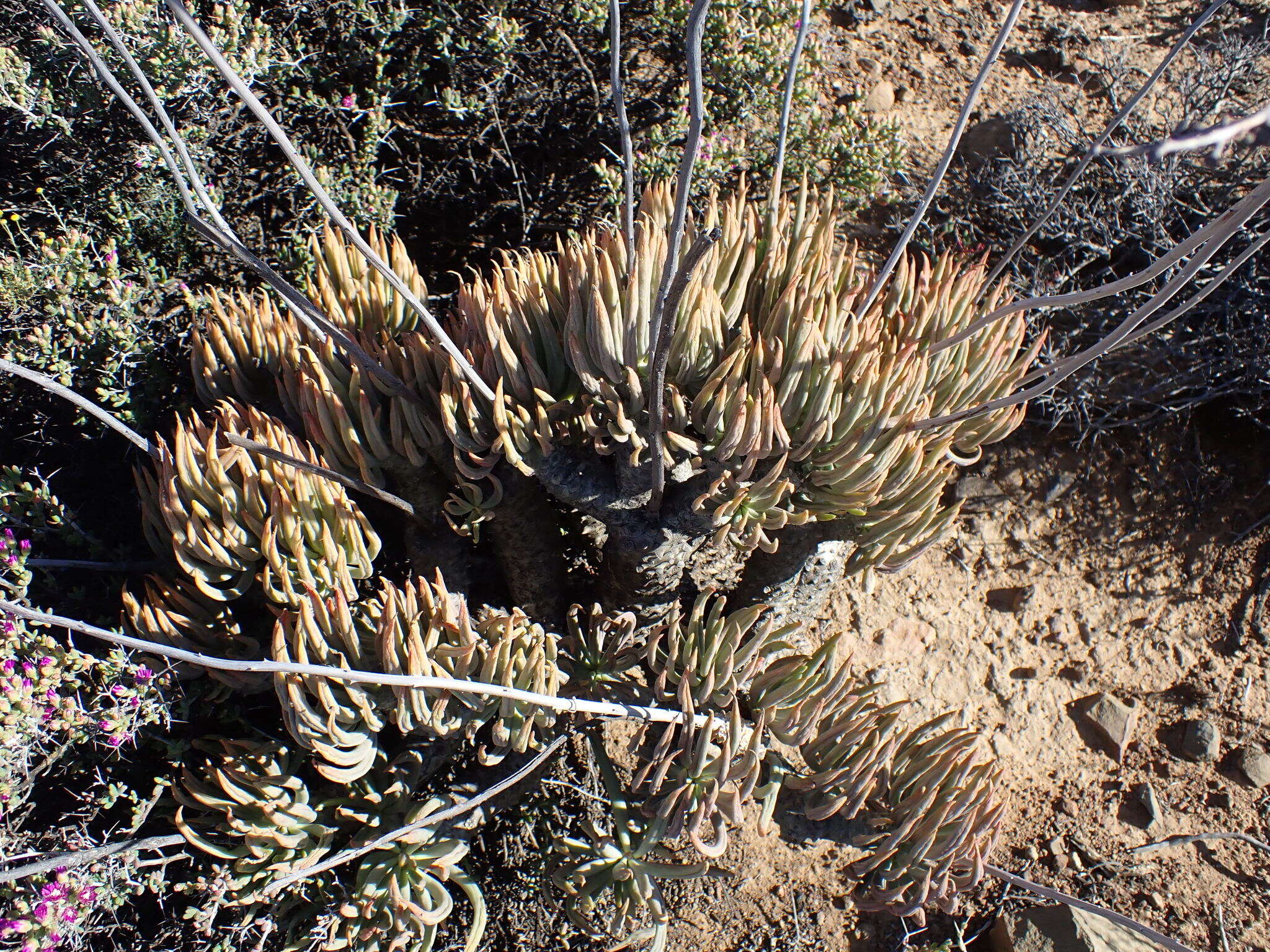 Tylecodon wallichii (Harv.) H. Tölken resmi