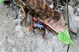 Image of Mexican Land Crab