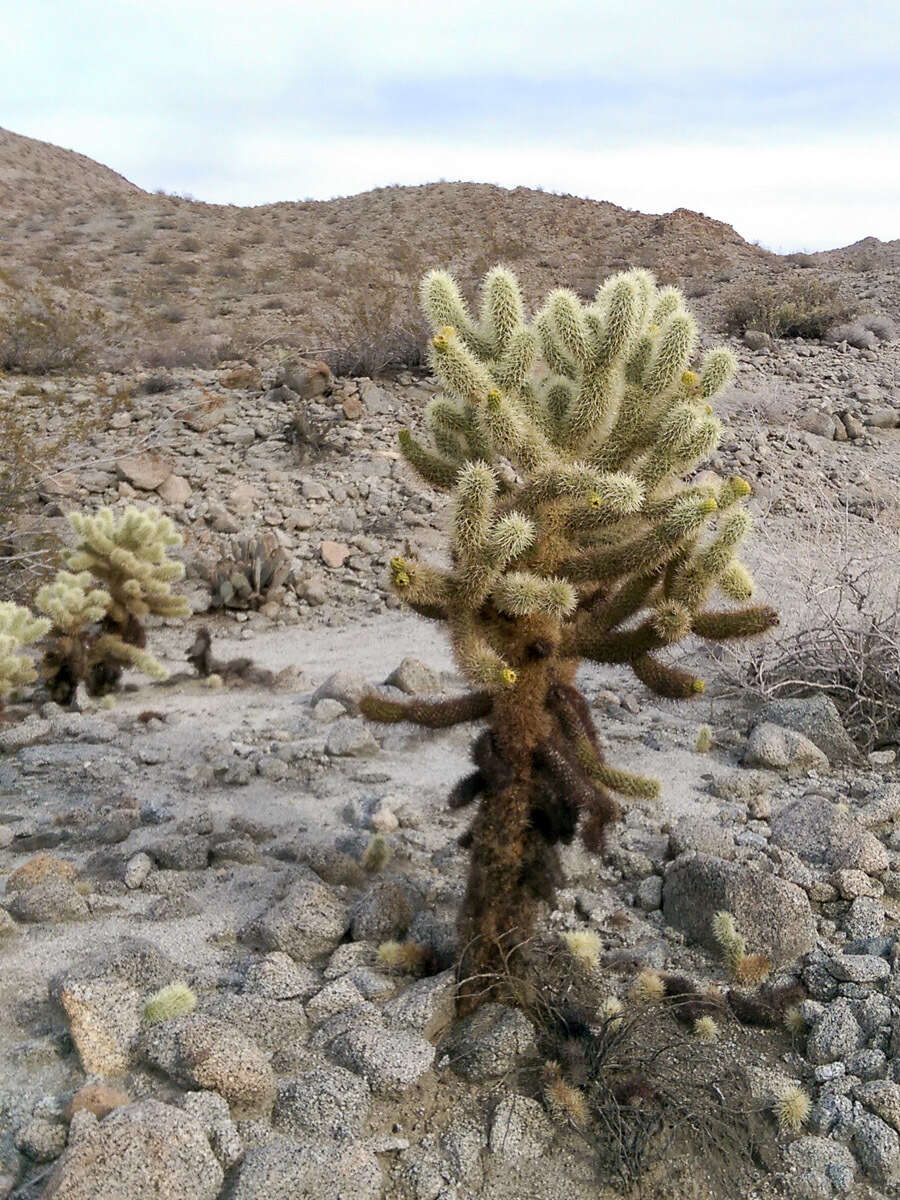 Image of teddybear cholla