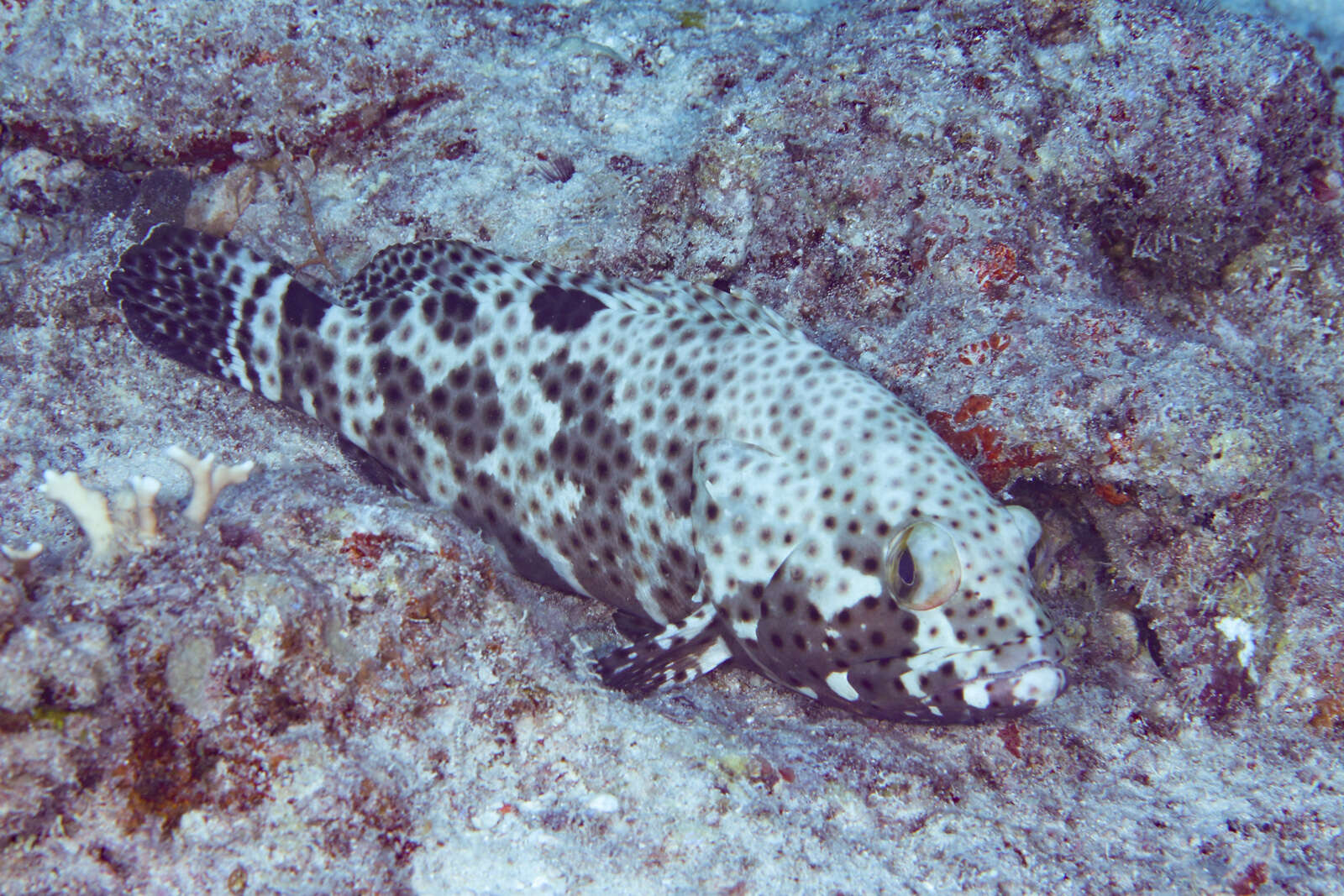 Image of Blacksaddle grouper