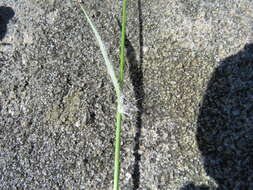 Image of Heath Wood-Rush