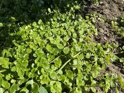 Image of whorled plectranthus