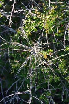 Image of Flueggea verrucosa (Thunb.) G. L. Webster