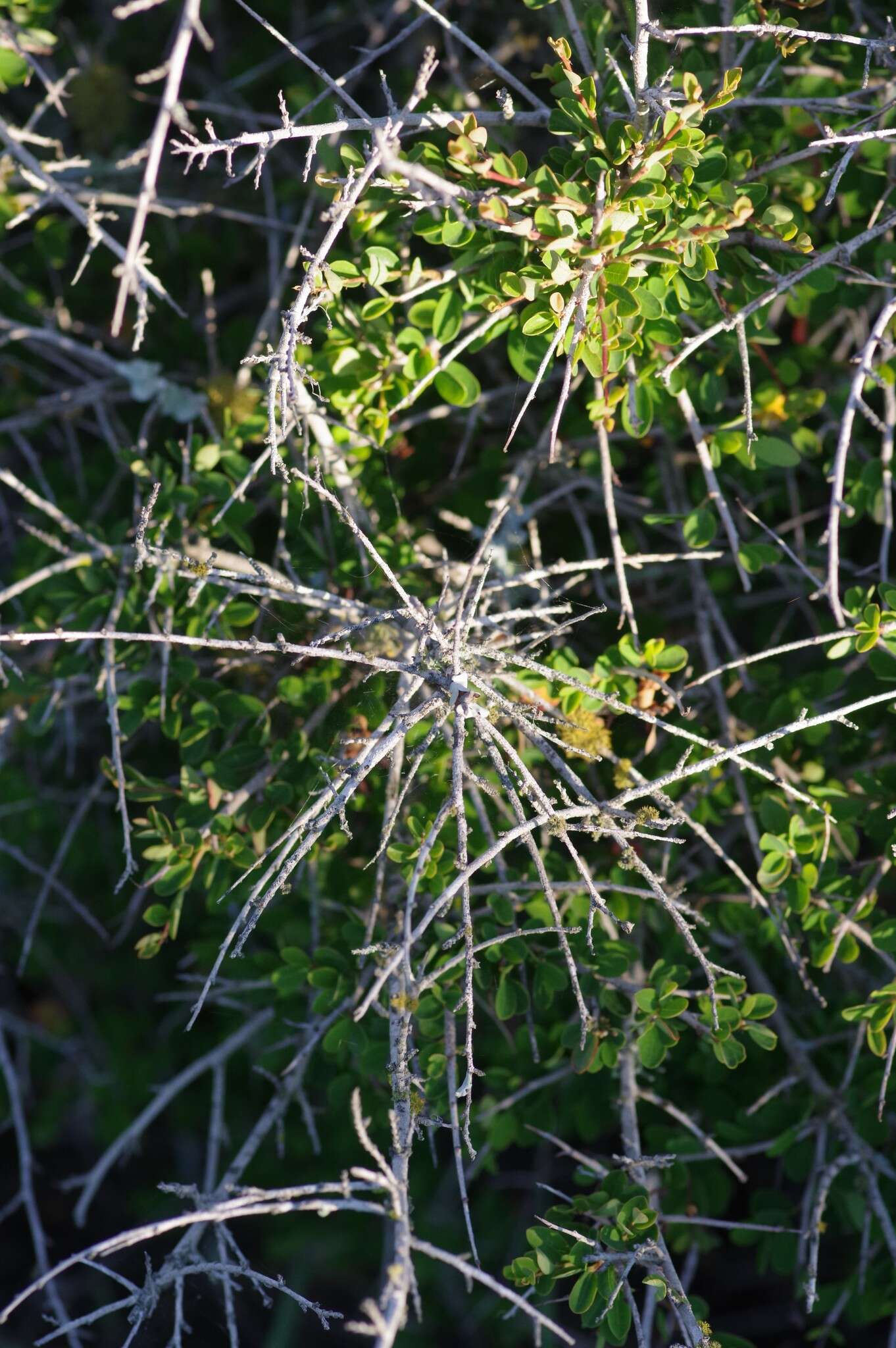 Image of Flueggea verrucosa (Thunb.) G. L. Webster