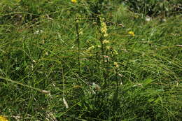 Image of Pedicularis ascendens Schleicher ex Gaudin