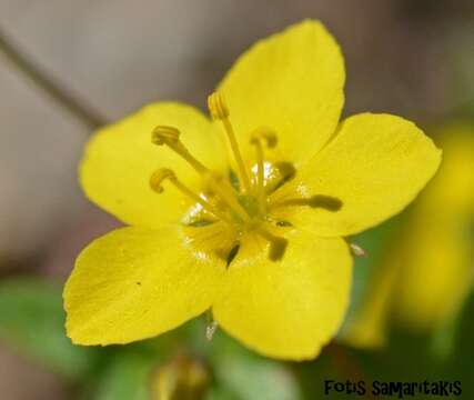 Image of Lysimachia serpyllifolia Schreber