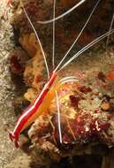 Image of Scarlet cleaner shrimp