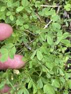 Image of mountain carpet clover