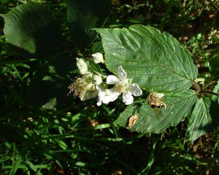 Image of Rubus incurvatiformis Edees