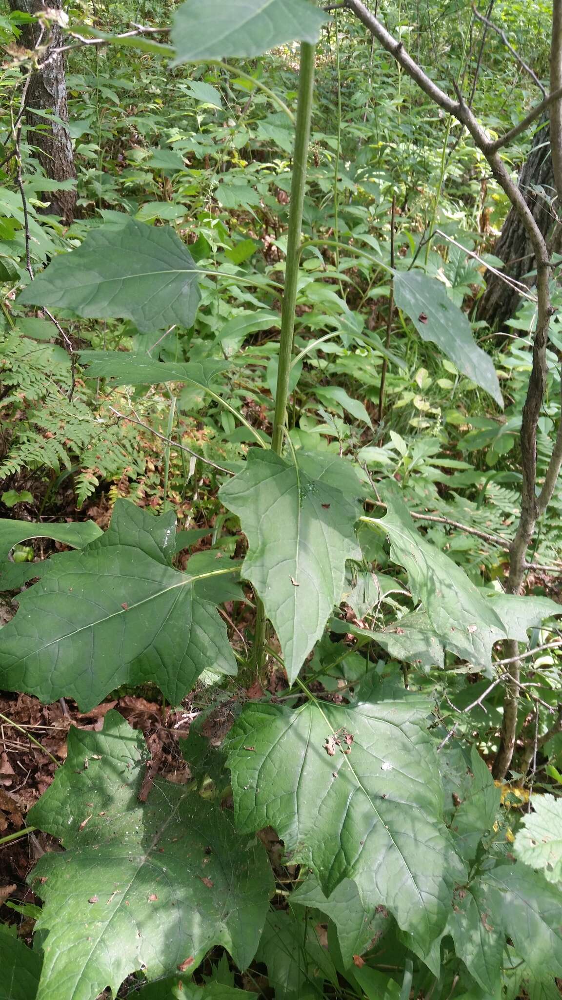 Image of Synurus deltoides (Ait.) Nakai