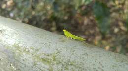 Image of Tropidomantis (Tropidomantis) gressitti Tinkham 1937