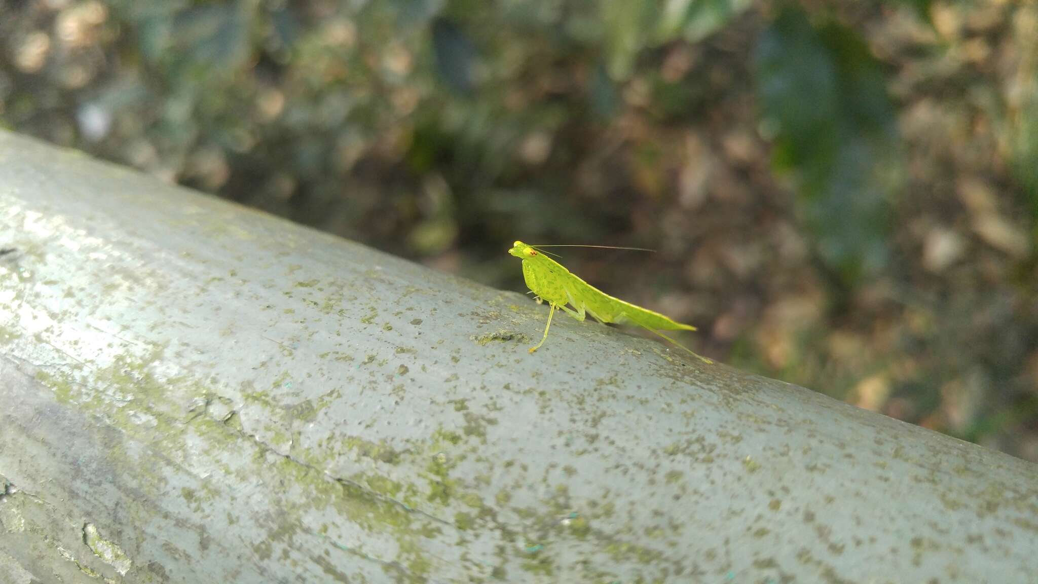 صورة Tropidomantis (Tropidomantis) gressitti Tinkham 1937