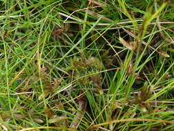 Image of slender flatsedge