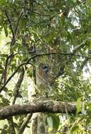 Image of Lesser Racket-tailed Drongo