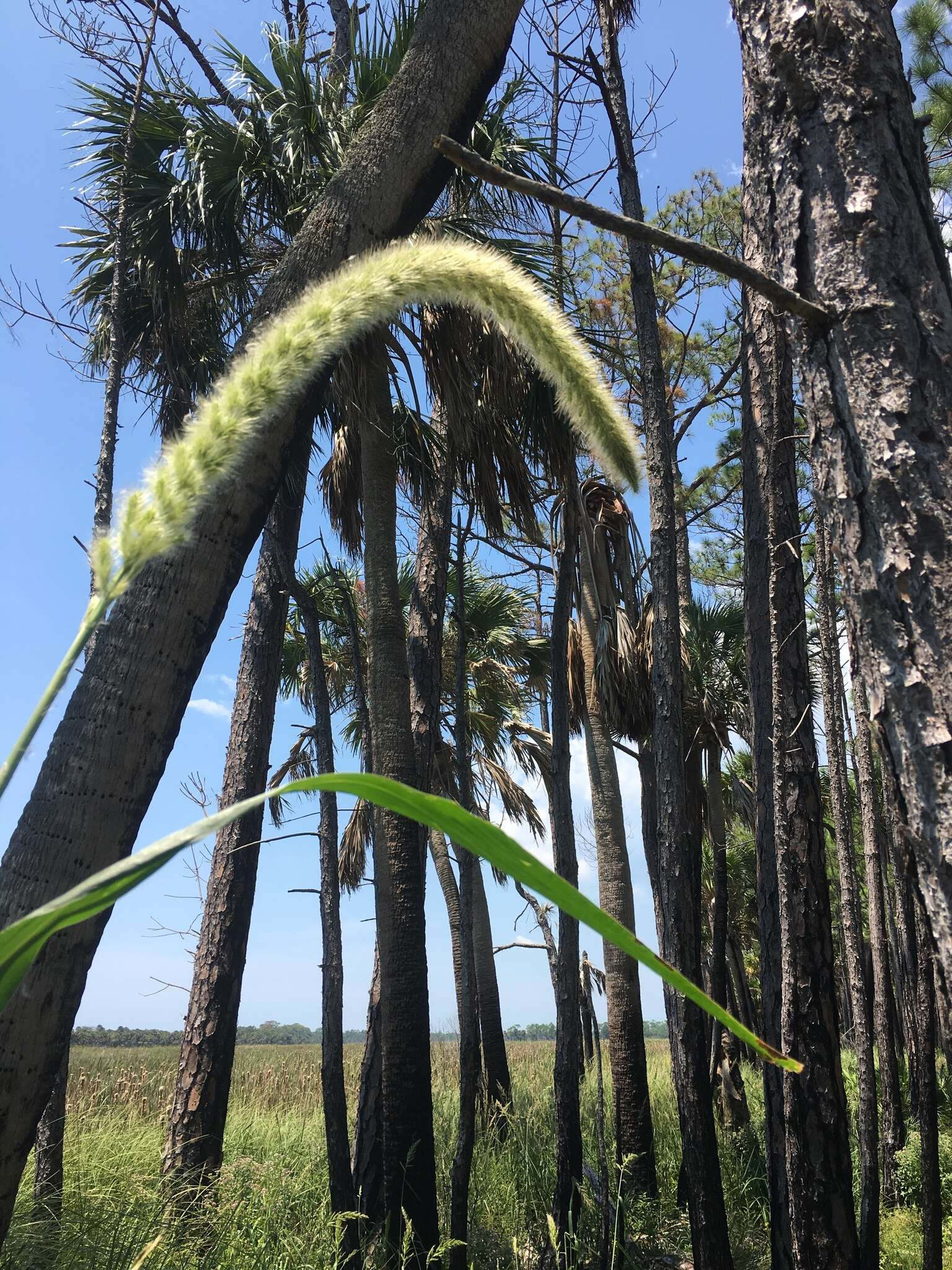 Image of Giant Bristle Grass