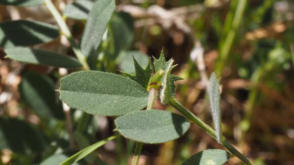 Image de Vicia americana subsp. americana