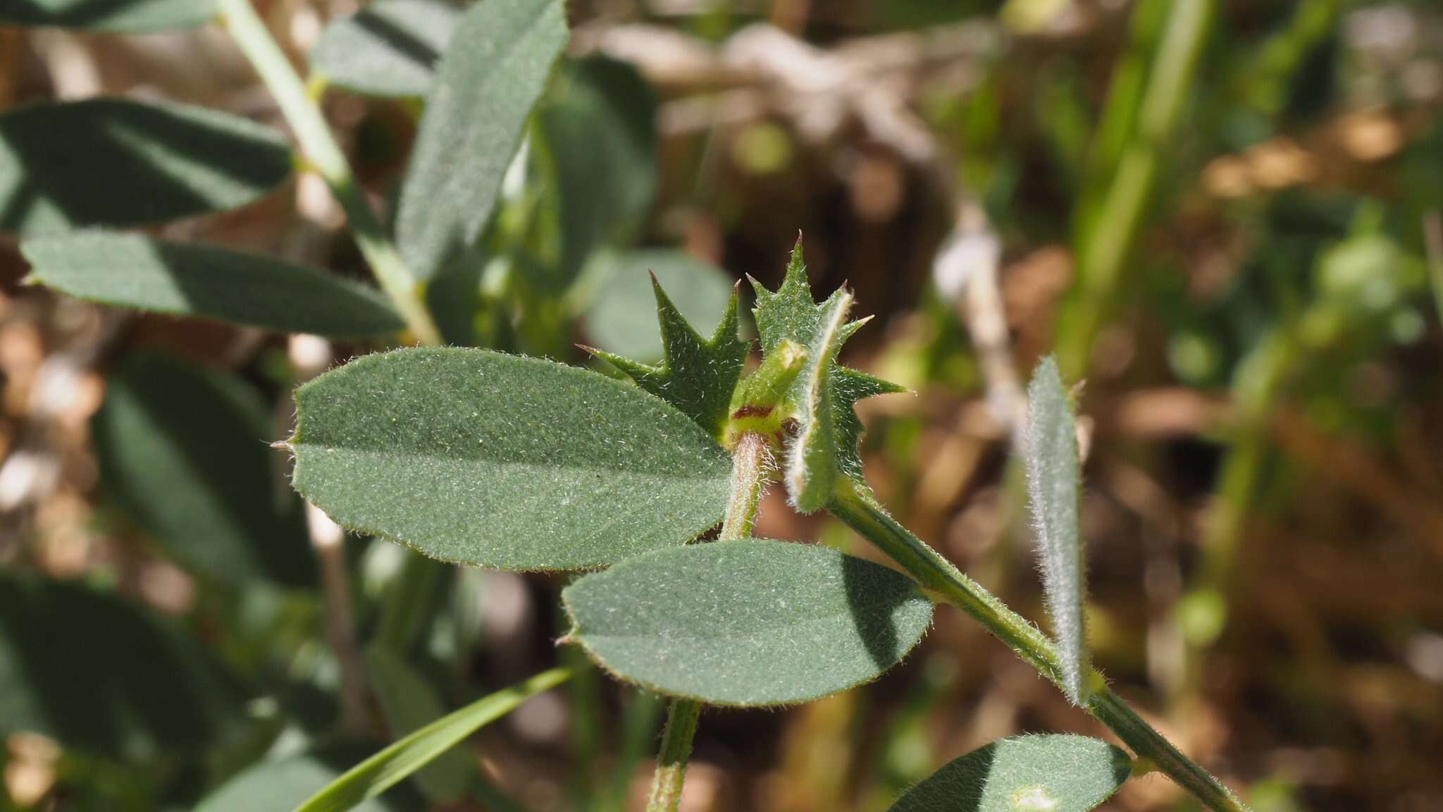 Imagem de Vicia americana subsp. americana