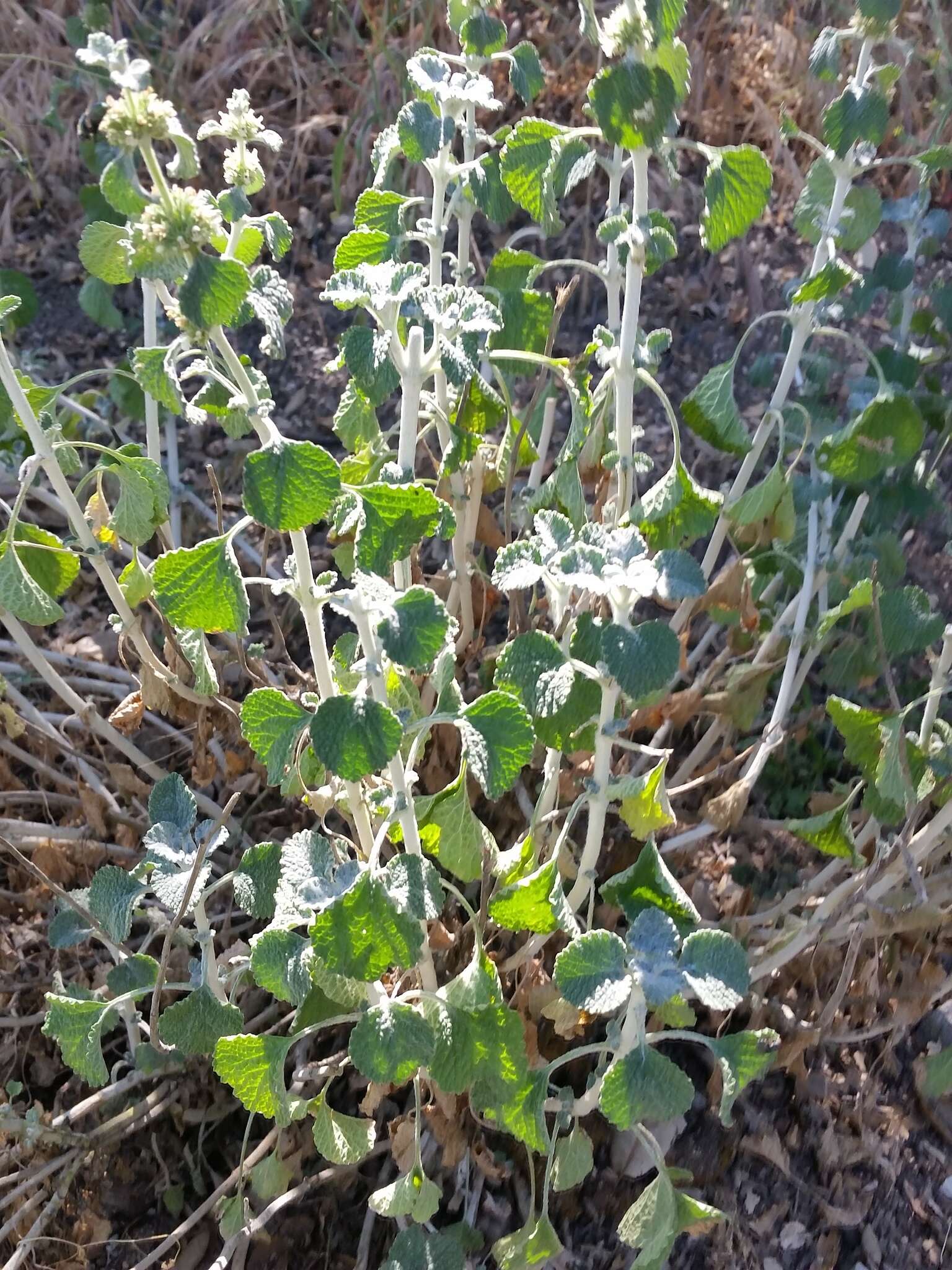 Image of horehound