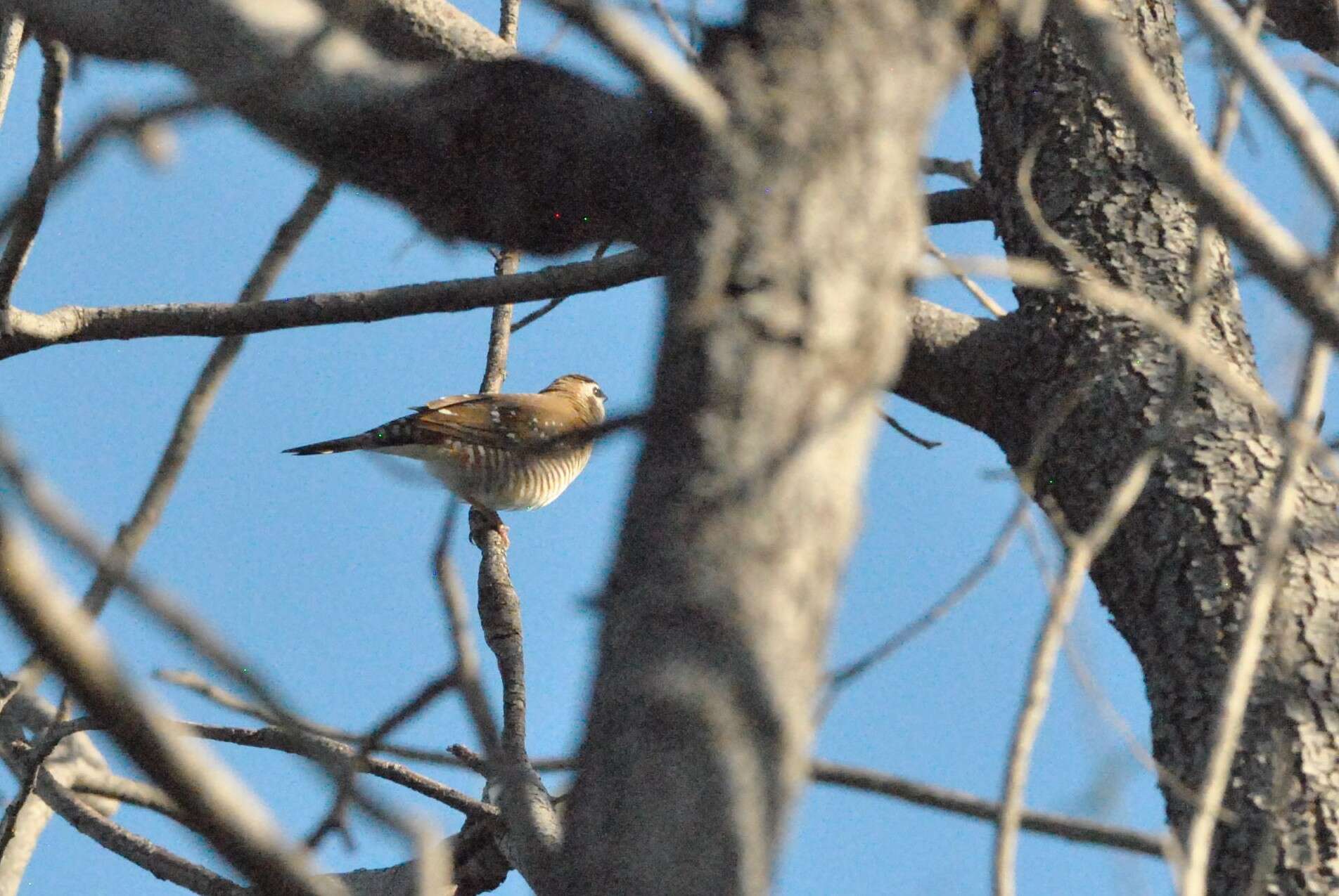 Image of Plum-headed Finch