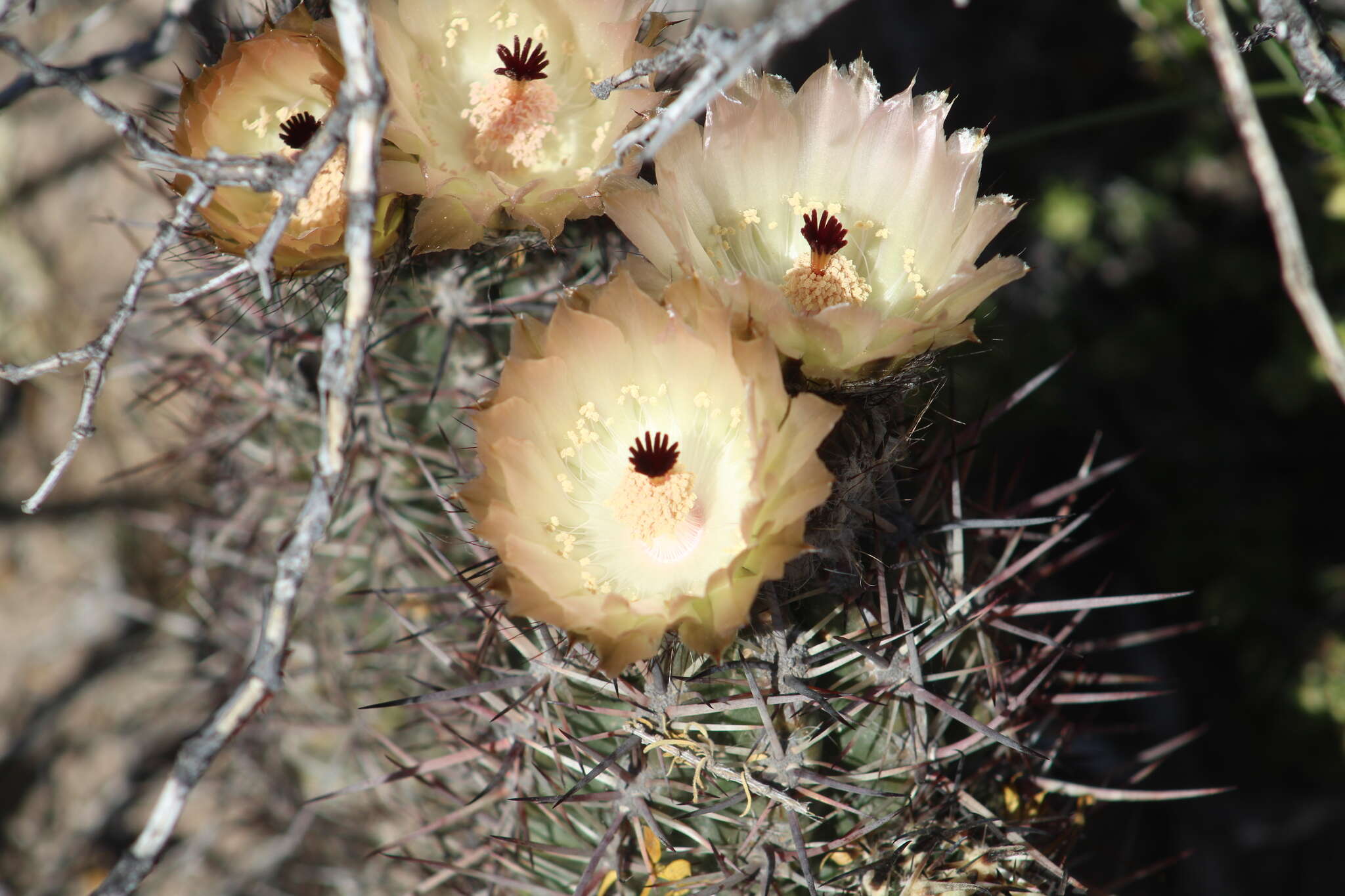 Imagem de Austrocactus bertinii Britton & Rose