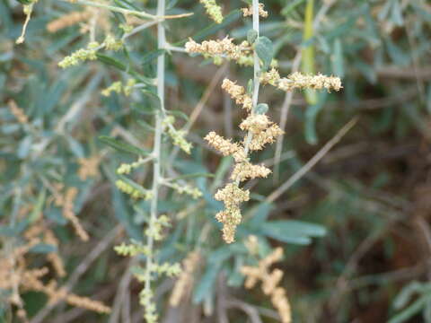 Слика од Chenopodium nitrariaceum (F. Müll.) F. Müll. ex Benth.