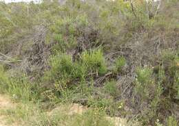 Image of Berkheya carduoides (Less.) Hutch.