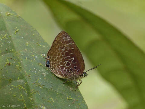 Image of Arhopala myrzala (Hewitson 1869)