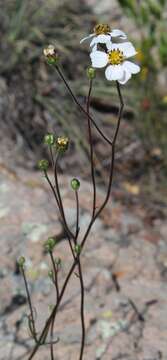 Image of Tridax palmeri A. Gray