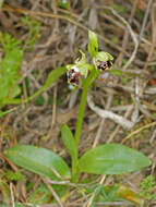 Image of Ophrys fuciflora subsp. pallidiconi Faurh.