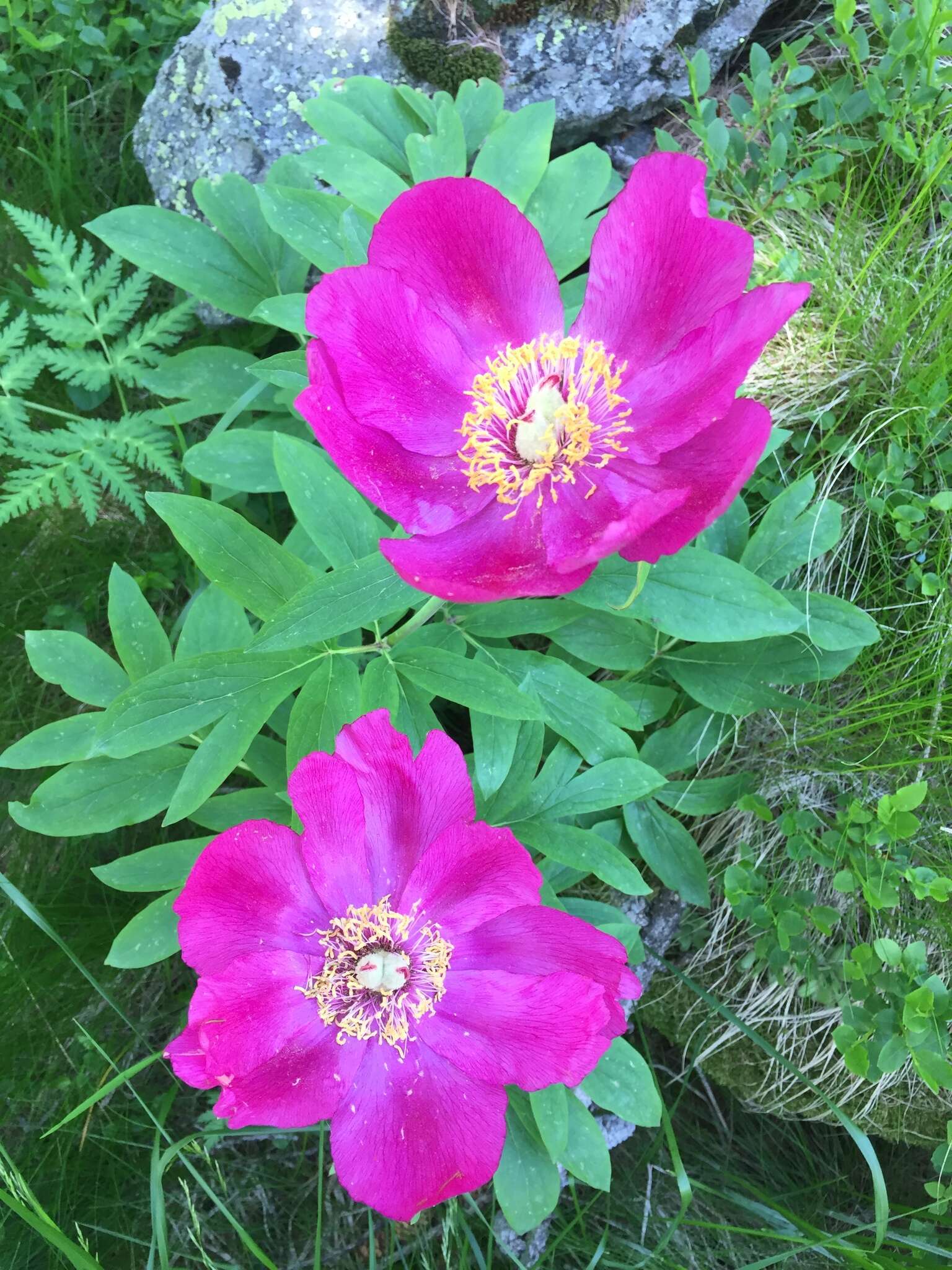 Image of Common Peony