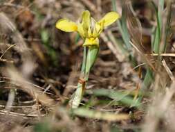 Plancia ëd Iris arenaria Waldst. & Kit.