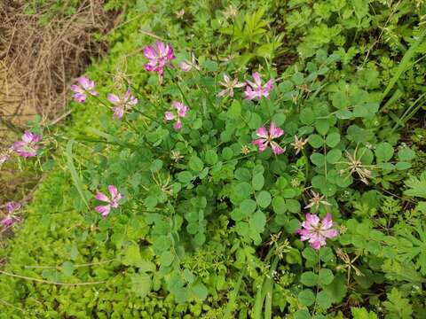 Imagem de Astragalus sinicus L.