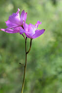 Image of Laelia eyermaniana Rchb. fil.