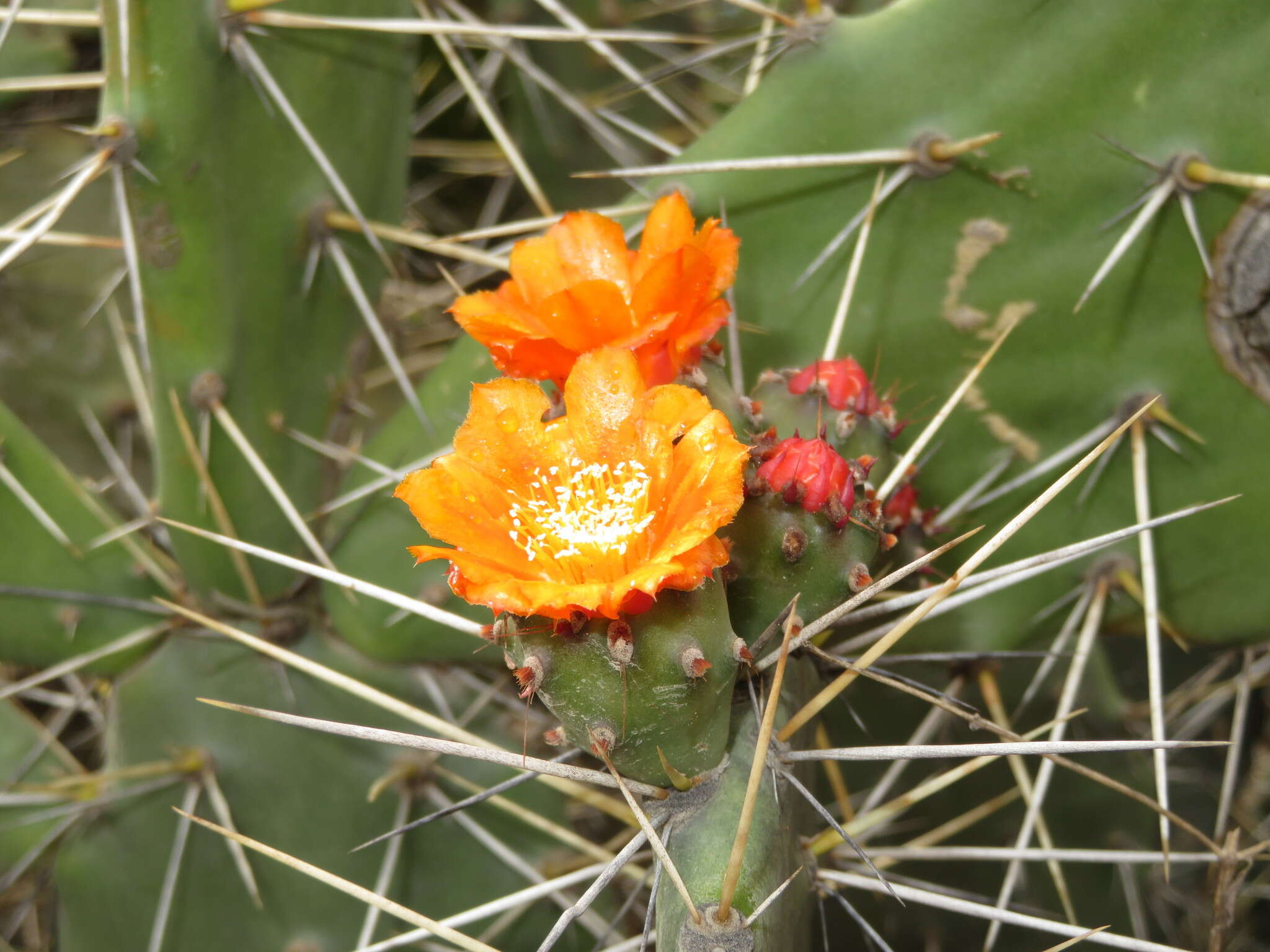 Image of Opuntia quitensis F. A. C. Weber