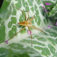 Image of Nursery-web spider