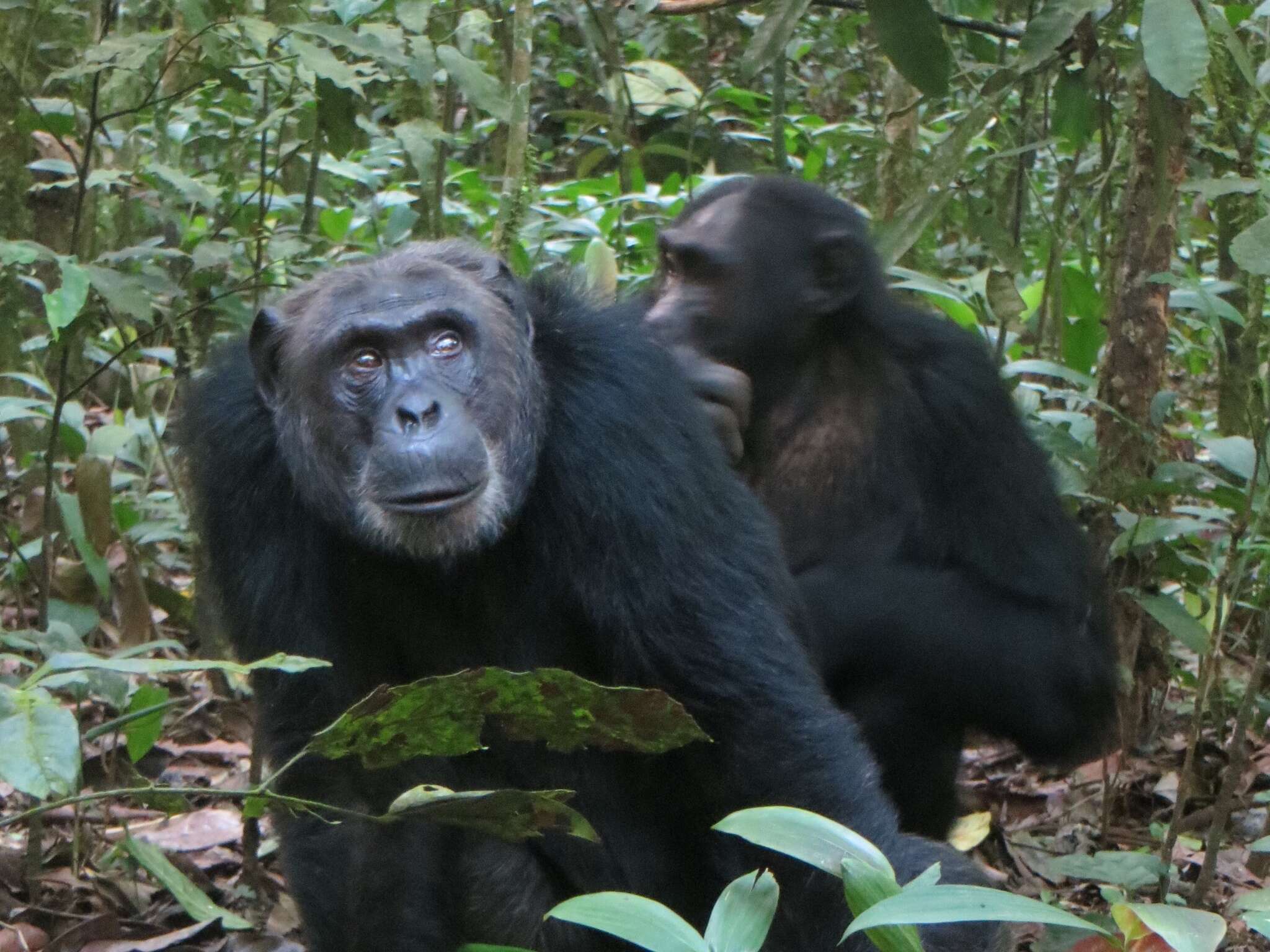 Image of Eastern Chimpanzee