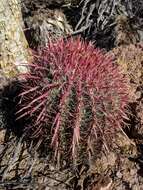 Image of Fire Barrel Cactus