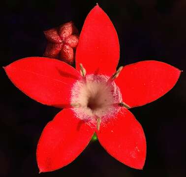 صورة Pentas lanceolata (Forssk.) Deflers