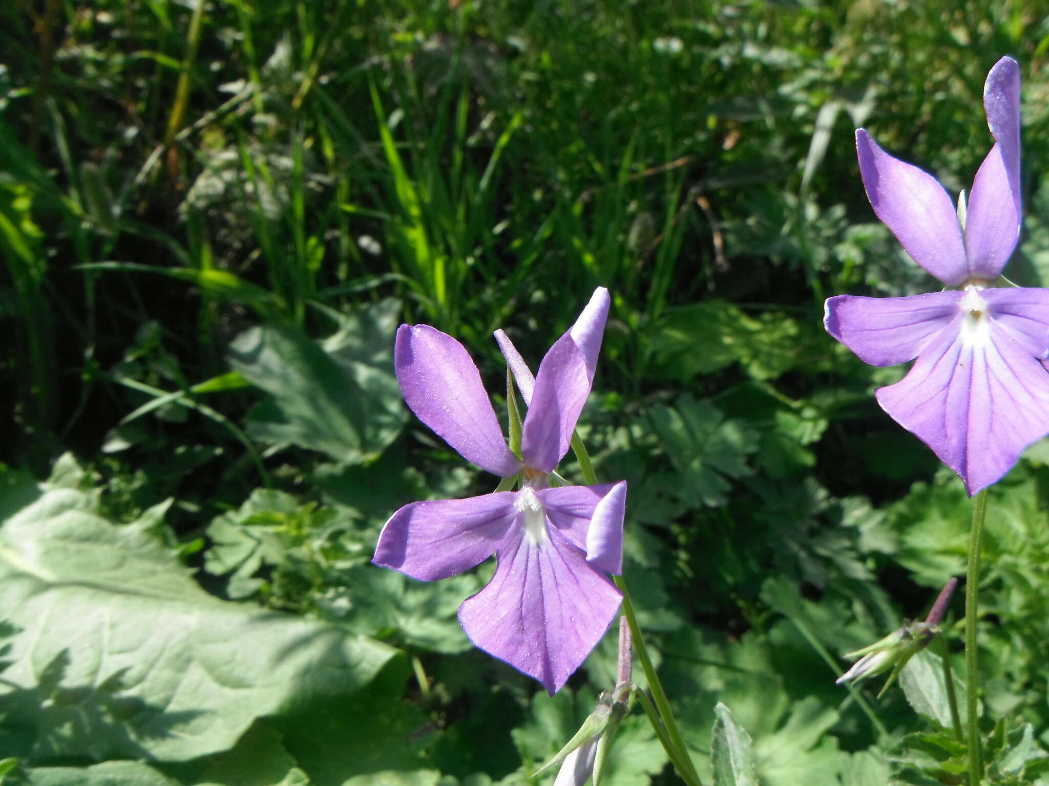 Image of Horned Pansy